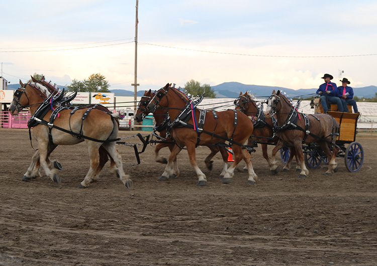 Big Sky Draft Horse Expo